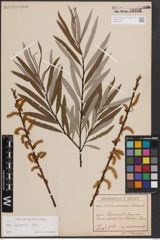 Foto von Salix eleagnos Scop.